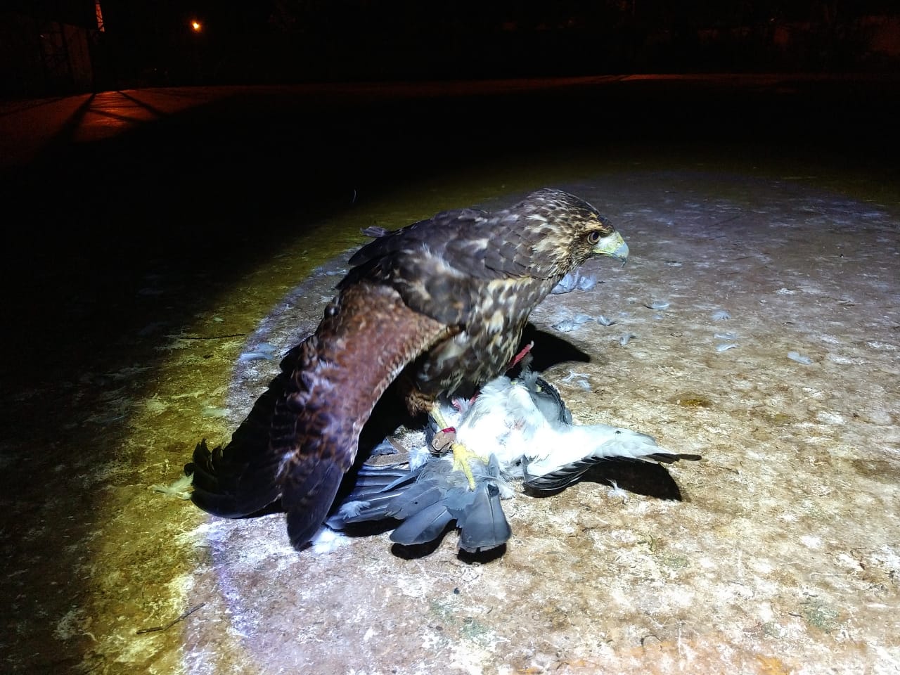 Prefeitura recorre a Gaviãoasadetelha para espantar pombos de escolas VILHENA NOTÍCIAS