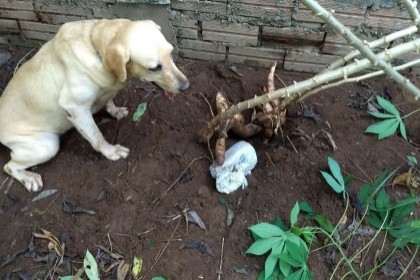 cadela_apreensao_droga_capa-capa_vilhena_noticias_29-04-2018-11