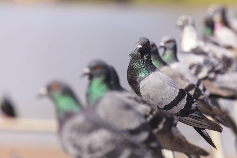 Flock of Black Pigeon in a row