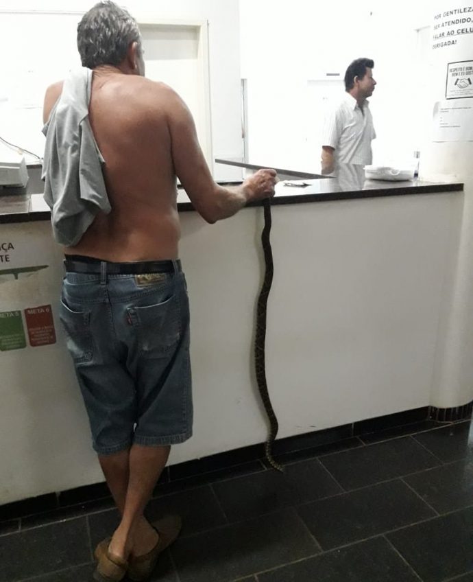 cobra2