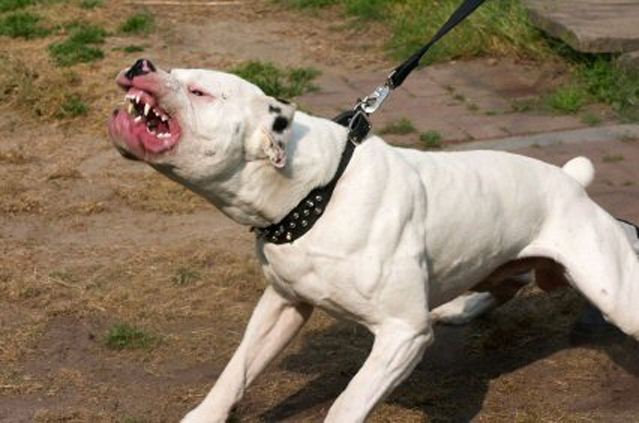 arquivos_noticias_2015_jul_pit-bull