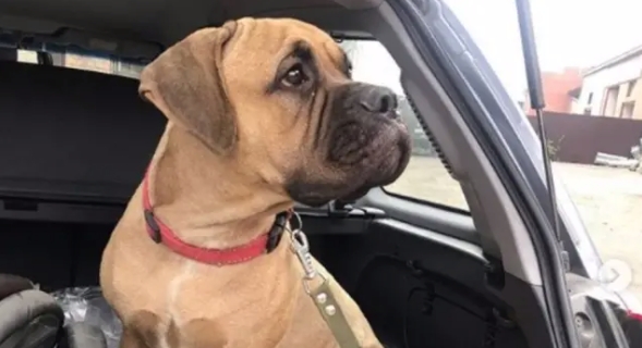 cadela