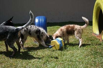 petshop-vilhea-capa_vilhena_noticias_17-04-2017-71