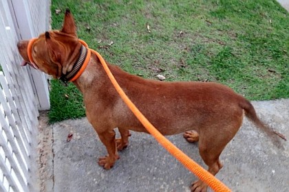 cachorro_encontrado-capa_vilhena_noticias_16-11-2017-70