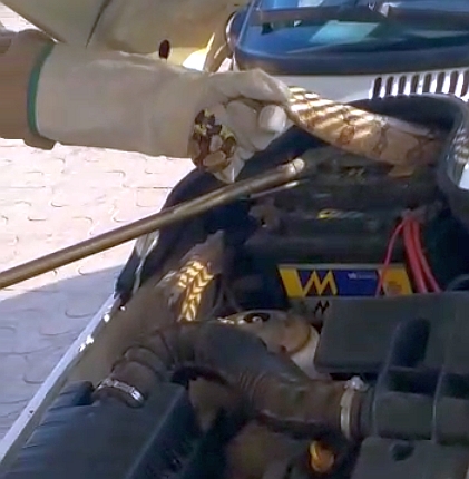 cobra_motor_carro