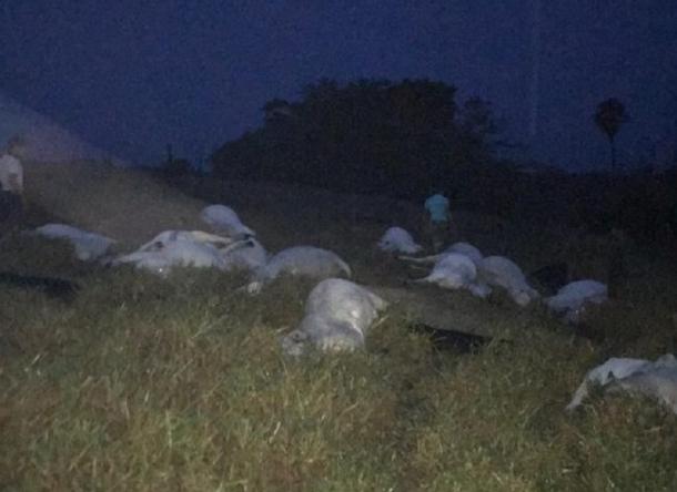 prejuizo-tempestade-com-raios-mata-15-cabecas-de-gado-em-machadinho-do-oeste610x413_11362aicitonp1dldodq0q1ta9fvrja1buv6ri1
