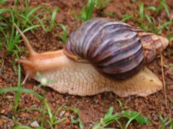 caramujo