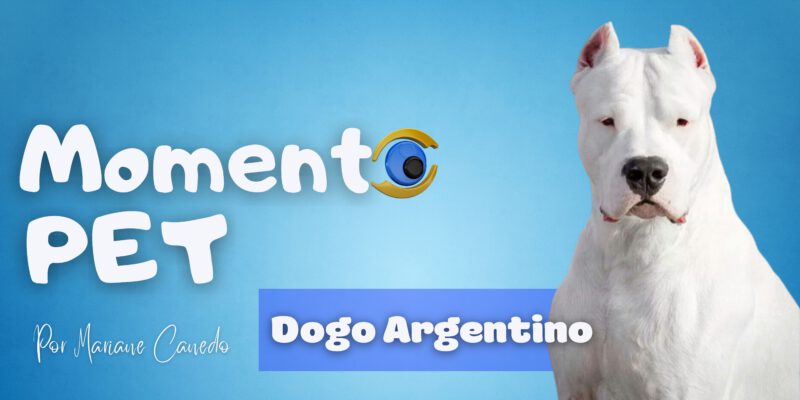 Cachorro dogo argentino: entenda tudo sobre a raça - Pets - Diário