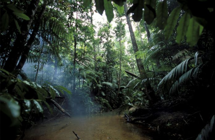 FLORESTA