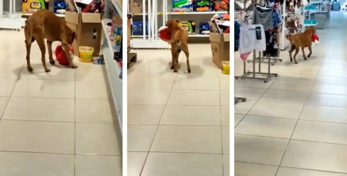 CACHORRO