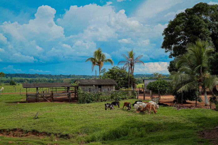 Pecuaria_agricultura_gado_Foto_Daiane-Mendonca