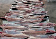 Em 5 meses, exportação do tambaqui de Rondônia já supera 2024