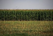 Safra 2024/2025: Rondônia colhe resultados acima do esperado