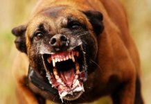 Discussão entre vizinhas termina em agressão com mordidas de cachorro e pedrada em Vilhena