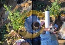 Polícia Militar é acionada em caso de violência doméstica e descobre plantação de maconha em Vilhena