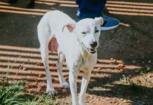 Prefeitura de Vilhena promove Campanha de Vacinação Antirrábica no dia 13 de setembro