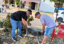 Mais de 7 mil animais de estimação são vacinados na campanha antirrábica em Vilhena