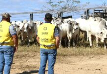 A partir de sábado, 1º, produtor terá 30 dias para atualizar cadastro agropecuário junto à Idaron