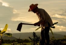 Dia da Agricultura: Conheça os Direitos Previdenciários dos Segurados Especiais