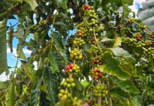 Luizinho Goebel anuncia R$ 218 mil para aquisição de mudas de café em Novo Horizonte do Oeste