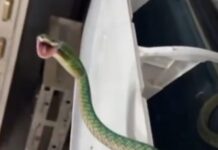 Assista: cobra é encontrada dentro de ar-condicionado em rádio de Ji-Paraná