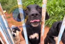 Polícia e Secretaria de Meio Ambiente resgatam cães mantidos em condições precárias em Vilhena