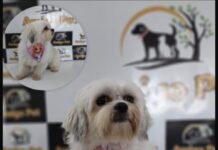 Assista: mulher leva cachorrinha após enganar vizinho da tutora em Vilhena