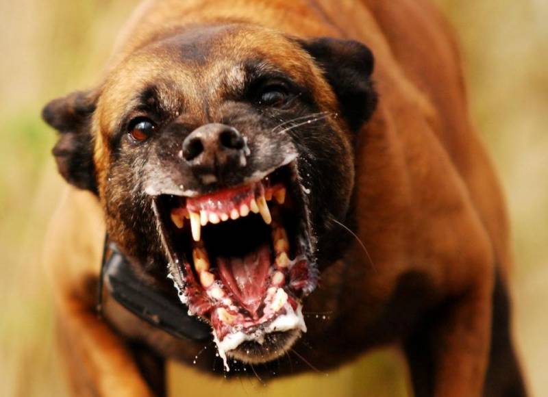 cachorro