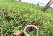 Assista: pescador é mordido por cobra durante pescaria em RO