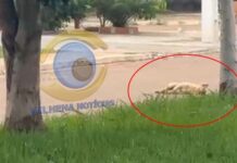 Assista: caminhonete do DETRAN se envolve em atropelamento de cachorro durante teste de direção em Vilhena