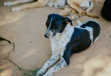 Dezembro Verde: Semma intensifica campanha de conscientização contra maus-tratos a animais