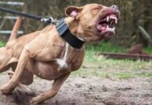 Homem é atacado por Pitbull no bairro Ipê; cão também investiu contra policiais