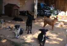 Vilhena receberá ações do projeto Castra+Rondônia para castração gratuita de cães e gatos