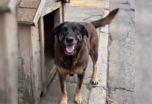 Cão Orelha: três familiares de adolescentes são indiciados por coação de testemunha