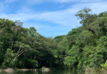 Link para requerimento de regularização ambiental é disponibilizada pelo governo de RO