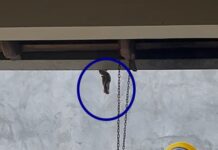 Assista: cobra “dá o ar da graça” em telhado de residência e assusta moradores em Vilhena