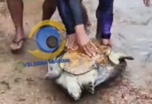 Assista: pescadores resgatam tartaruga de grande porte e devolvem animal à natureza em Vilhena