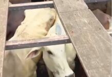 Polícia Civil recupera gado furtado durante ação em Buritis