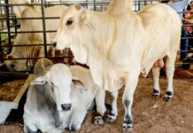 Governo de RO reduz ICMS do gado para fortalecer cadeia da carne e ampliar competitividade do setor