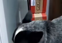 Homem que mutilou cachorro com roçadeira tem prisão preventiva decretada em Colorado do Oeste