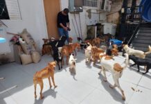 Vigilância Sanitária recolhe 47 cães de residência no bairro 5º BEC em Vilhena