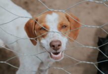 Prefeitura de Vilhena promove a 1ª Feira de Adoção Responsável de Animais