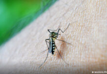 Estudo alerta para relação da dengue com a Síndrome de Guillain-Barré