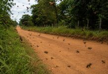Ataques de abelhas na Linha 152 deixam duas pessoas feridas na zona rural de Vilhena