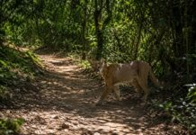 Menina de 8 anos é atacada por onça-parda durante trilha na Chapada dos Veadeiros