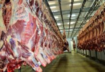 Carne bovina supera soja e lidera exportações de Rondônia em maio