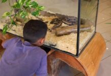Semana Nacional do Meio Ambiente mobiliza comunidade com ações de educação ambiental e sustentabilidade em Vilhena
