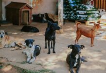 Mais de 1,3 mil atendimentos e 400 resgates: Vilhena amplia ações de proteção animal