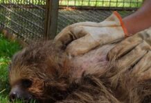Semma acolhe preguiça ferida e inicia cuidados para retorno à natureza
