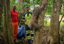 Preguiça resgatada à beira da morte na BR-364 se recupera e volta à natureza